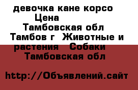 девочка кане корсо › Цена ­ 15 000 - Тамбовская обл., Тамбов г. Животные и растения » Собаки   . Тамбовская обл.